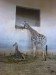 žirafy - mamka s mládětem